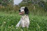 SETTER ANGLAIS 306